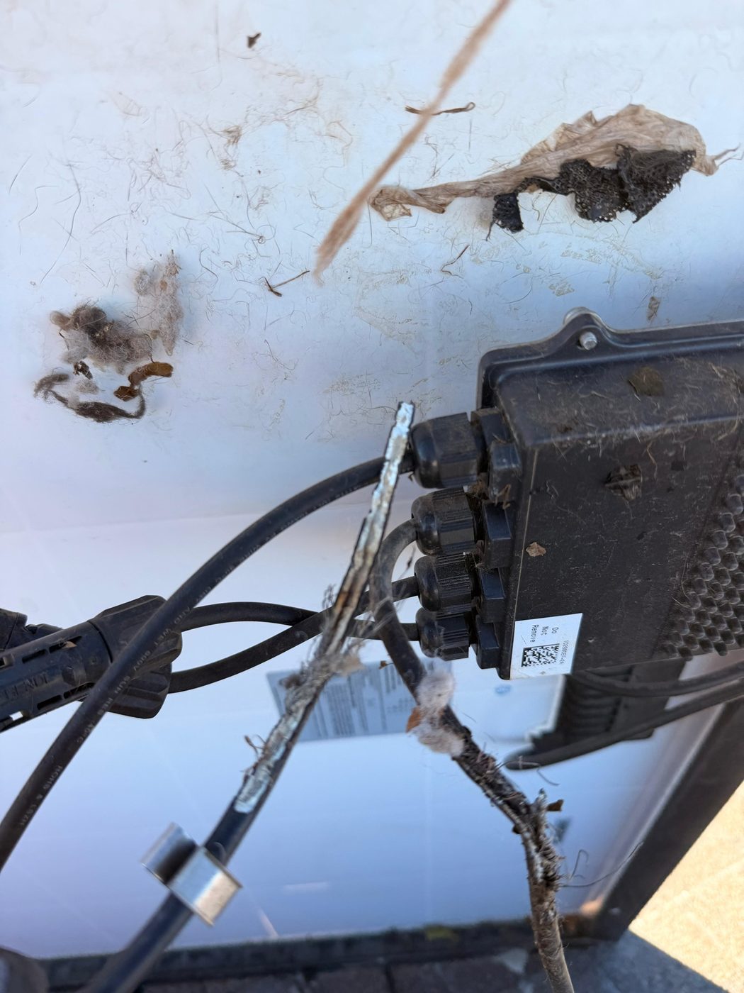 Solar wiring chewed by nesting animals under panels